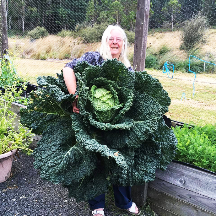 এত বড় বাঁধাকপি! সত্যি?