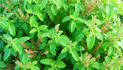 তুলসী গাছের নিচে এটি পুতে দিন, দেখুন ভাগ্যের চমক