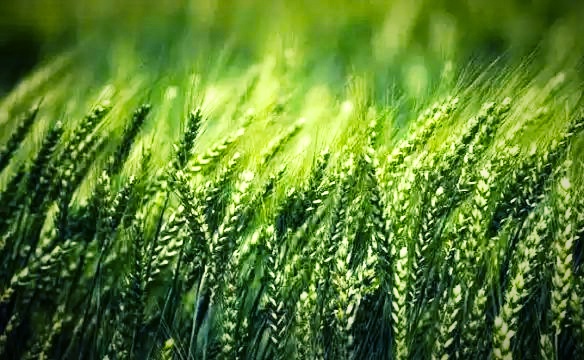 ব্লাড ক্যান্সার রুখবে গম পাতার রস