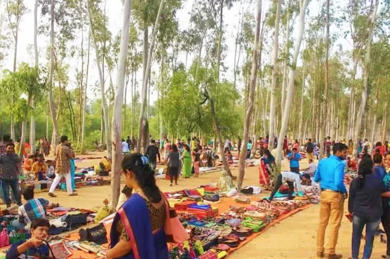 This image beautifully captures the charm of a natural picnic ground, which is ideal for Budget Friendly Winter Travel. The warm sunlight, tall trees, and open forest space create a refreshing atmosphere for travelers looking for an affordable outdoor experience.
