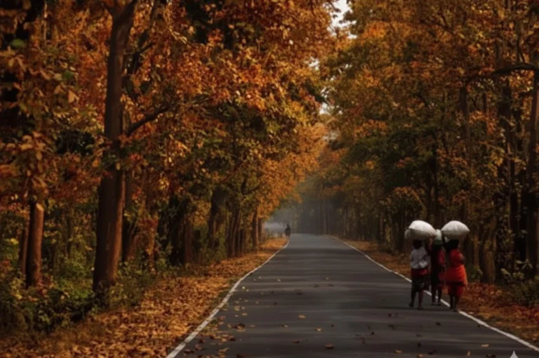 "Belpahari Jhargram Weekend Trip through the red soil forest road surrounded by sal trees"