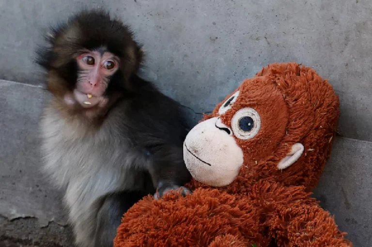 ভাইরাল পাঞ্চ উন্মাদনা! সাধারণ খেলনা কিনতে কেন মানুষ দিচ্ছে ৩২ হাজার টাকা punch plush toy with baby macaque at Ichikawa City Zoo