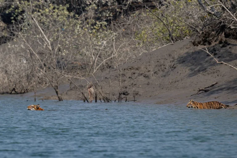 Sundarban Travel Guide: Royal Bengal Tigers swimming across river in Sundarbans mangrove forest