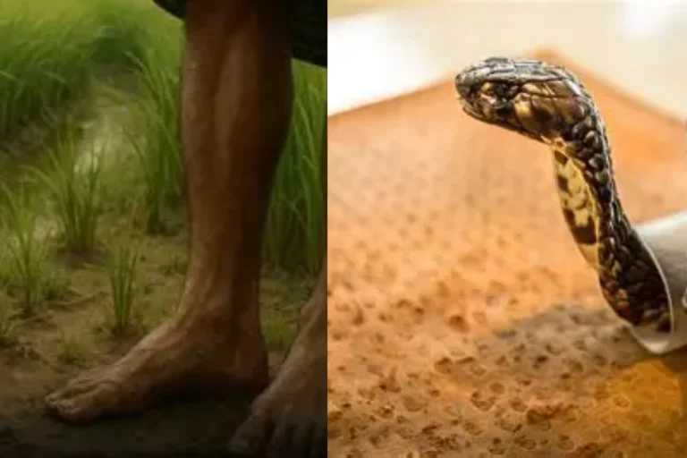 A Monocled cobra slithering from a garbage heap near a modern housing complex, representing the human-snake conflict and snakebite deaths in Bengal.