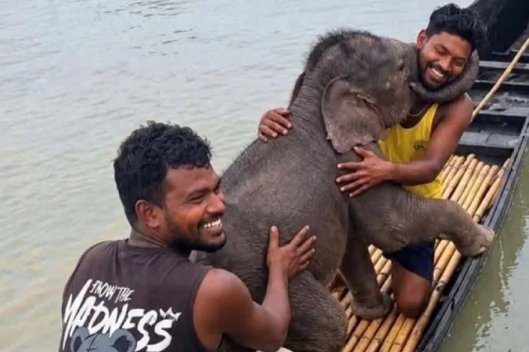 হস্তীশাবককে বাঁচিয়ে ভাইরাল মৎস্যজীবীরা, কীভাবে মিঠু-বাবলুরা বাঁচিয়ে দিলেন একরত্তির প্রাণ? Elephant Calf Rescue by fishermen in the Teesta River at Gajoldoba
