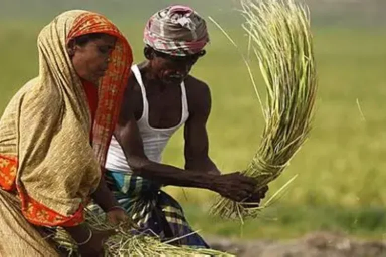 বাদ ১৫ লক্ষ নাম! জানুন, কী কী যোগ্যতা থাকলে পাবেন কৃষক বন্ধুর টাকা Krishak Bandhu Scheme eligibility after 15 lakh names removed
