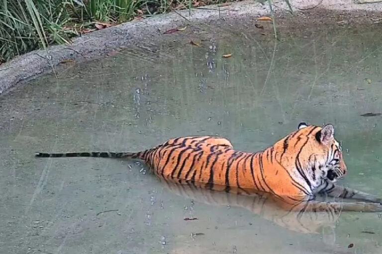 বক্সায় ফিরল বাঘ, প্রথম ধাপে ছাড়া হল বাঘিনী; ব্যাঘ্র প্রকল্প কে ঘিরে কিভাবে সাজতে চলেছে উত্তরবঙ্গের পর্যটন Tiger Back in Buxa Tiger Reserve as a tigress from Valmiki Tiger Reserve is released in West Bengal